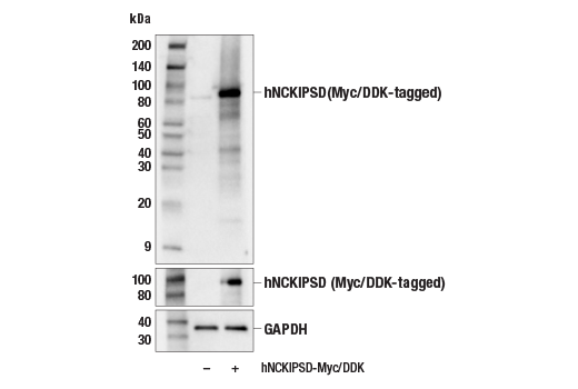 Western Blotting Image 2: NCKIPSD (E6Z3N) Rabbit Monoclonal Antibody