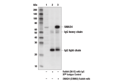 undefined Image 8: SMAD2/3 Antibody Sampler Kit