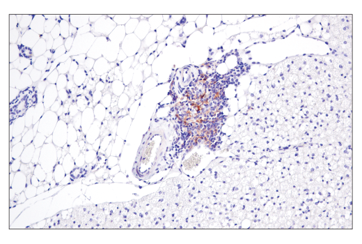 Immunohistochemistry Image 1: CD40 (E2Z7J) Rabbit Monoclonal Antibody (BSA and Azide Free)