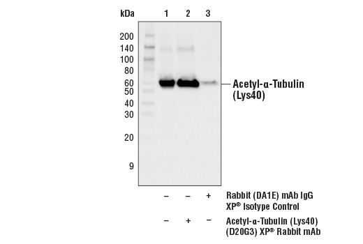 Immunoprecipitation Image 1: Acetyl-alpha-Tubulin (Lys40) (D20G3) Rabbit Monoclonal Antibody