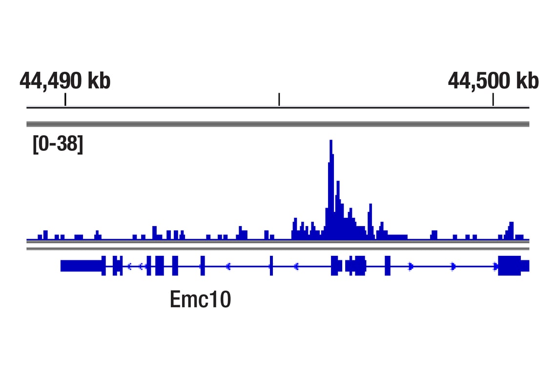 CUT & RUN Image 1: Oct-4A (D6C8T) Rabbit Monoclonal Antibody