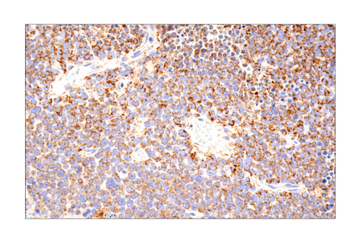 Immunohistochemistry Image 2: MAVS (E8Z7M) Rabbit Monoclonal Antibody