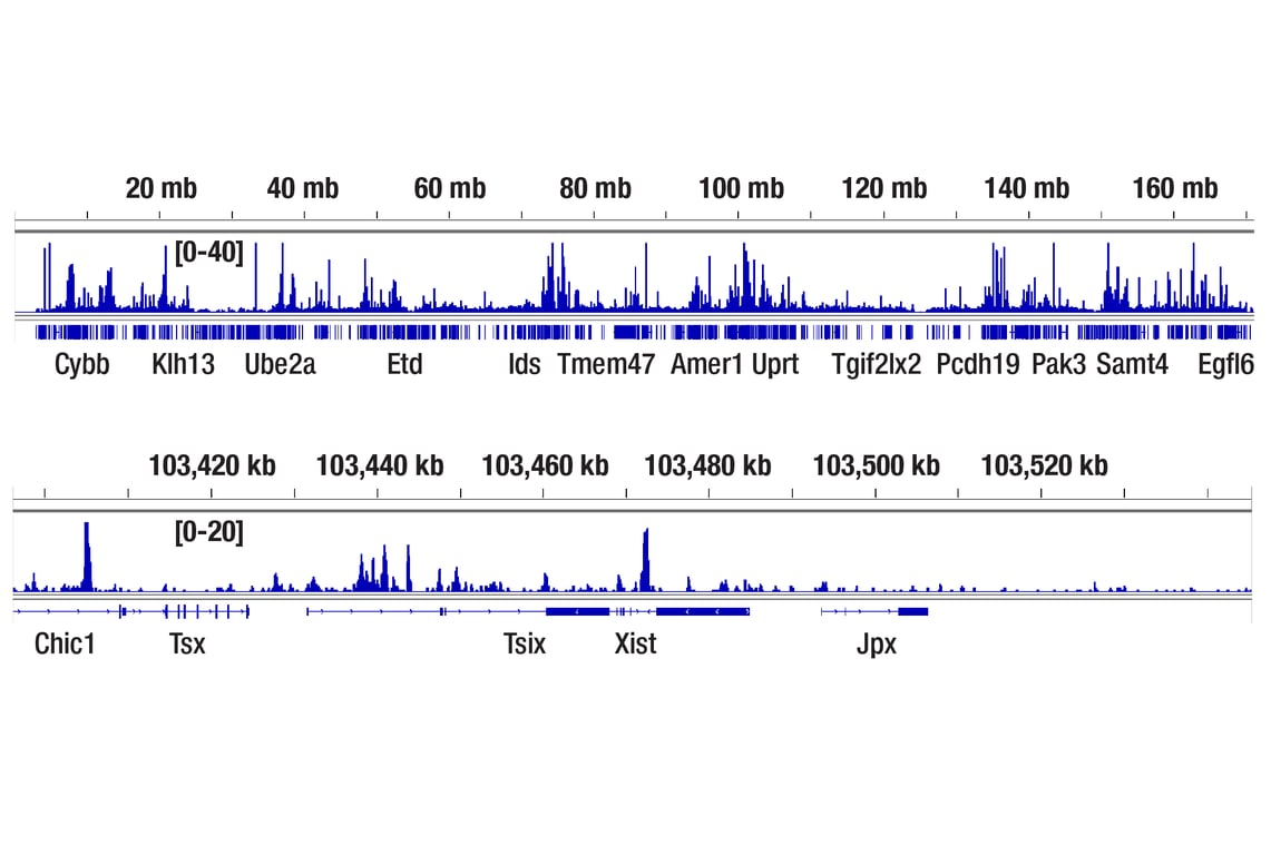 CUT & RUN Image 2: TET1 (E5F1O) Rabbit Monoclonal Antibody
