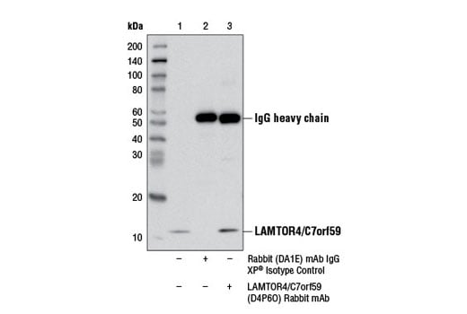 Immunoprecipitation Image 1: LAMTOR4/C7orf59 (D4P6O) Rabbit Monoclonal Antibody