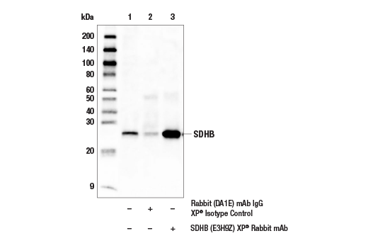Immunoprecipitation Image 1: SDHB (E3H9Z) Rabbit Monoclonal Antibody