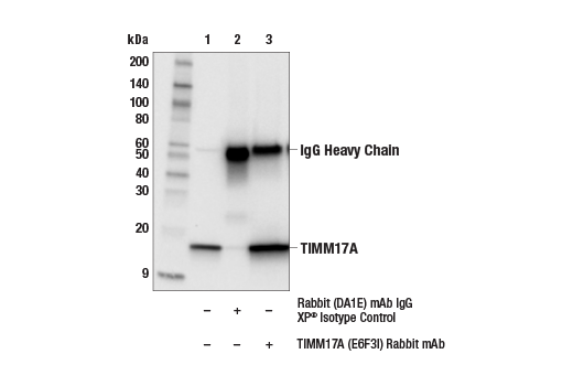 Immunoprecipitation Image 1: TIMM17A (E6F3I) Rabbit Monoclonal Antibody