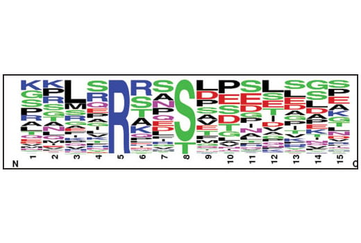 PTMScan Image 1: PTMScan<sup>®</sup> Phospho-AMPK Substrate Motif (LXRXXS*/T*) Kit