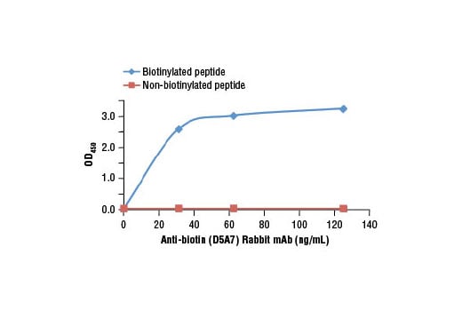 E Image 2: Anti-biotin (D5A7) Rabbit Monoclonal Antibody