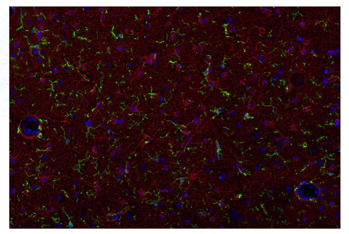 Immunohistochemistry Image 1: GFAP (E4L7M) & CO-0097-647 SignalStar<sup>™</sup> Oligo-Antibody Pair