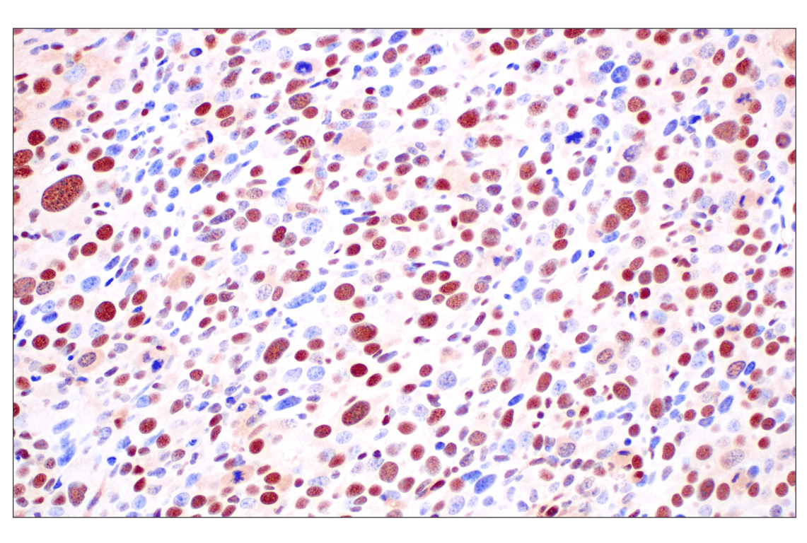 Immunohistochemistry Image 8: FKBP5 (F1G3I) Rabbit Monoclonal Antibody