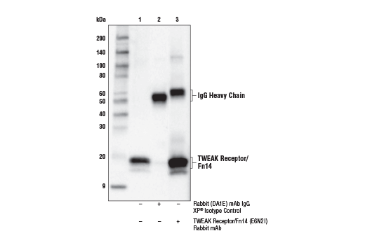 Immunoprecipitation Image 1: TWEAK Receptor/Fn14 (E6N2I) Rabbit Monoclonal Antibody