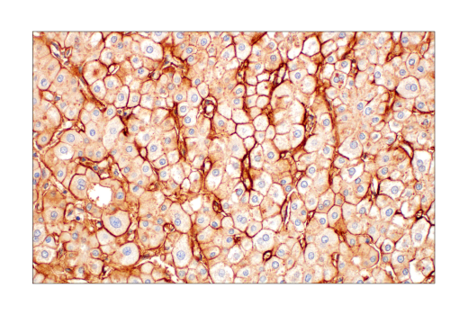 Immunohistochemistry Image 1: ApoE4 (E5M4L) Rabbit Monoclonal Antibody