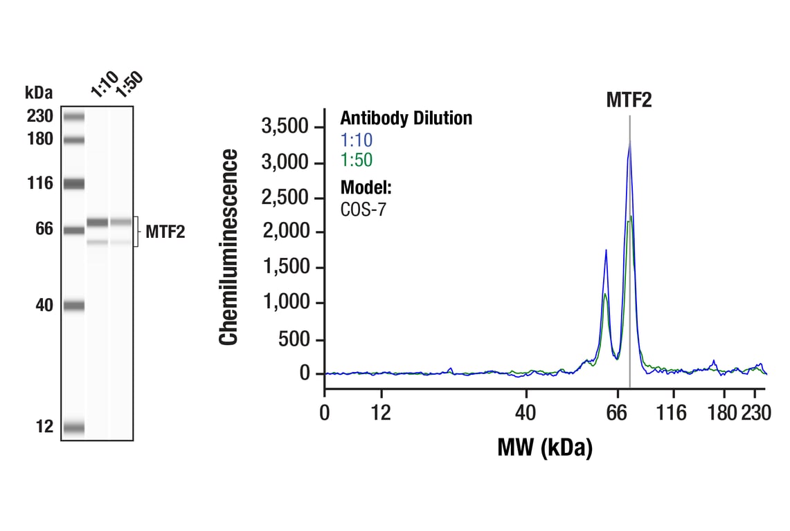 Western Blotting Image 1: MTF2 (F2X1A) Rabbit Monoclonal Antibody