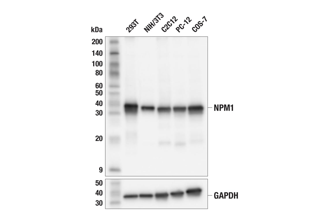 Western Blotting Image 2: NPM1 (E7W4P) Rabbit Monoclonal Antibody (BSA and Azide Free)
