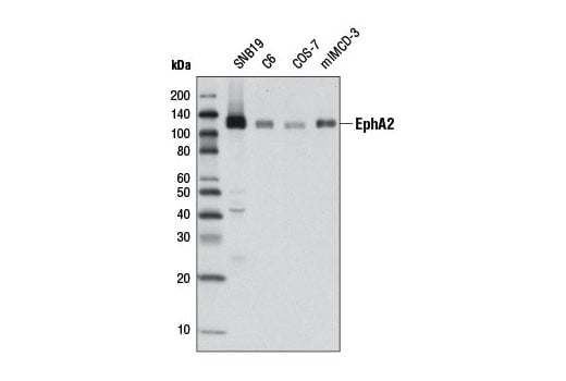 Western Blotting Image 1: EphA2 (D4A2) XP<sup>®</sup> Rabbit mAb (BSA and Azide Free)