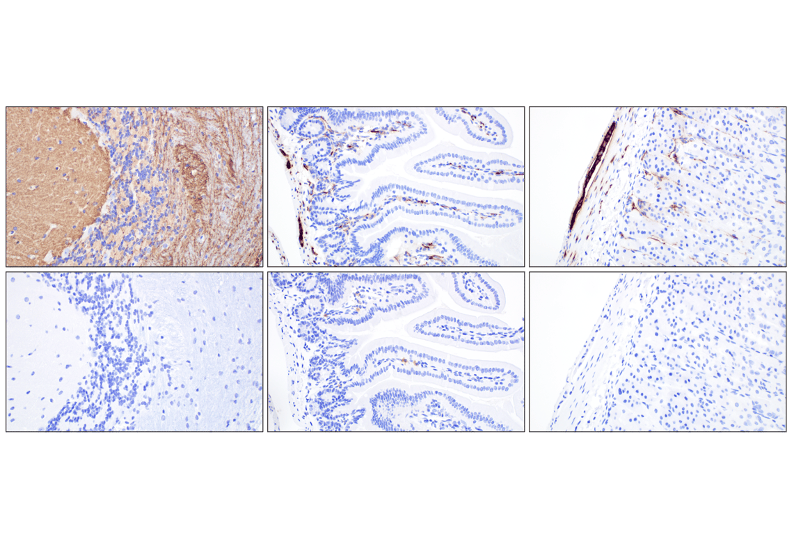 Immunohistochemistry Image 7: GAP43 (E6L2W) Mouse Monoclonal Antibody