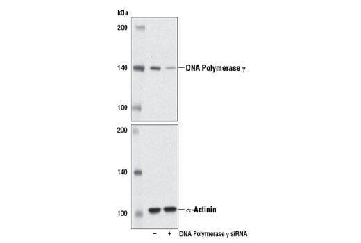 Western Blotting Image 2: DNA Polymerase gamma (D1Y6R) Rabbit Monoclonal Antibody