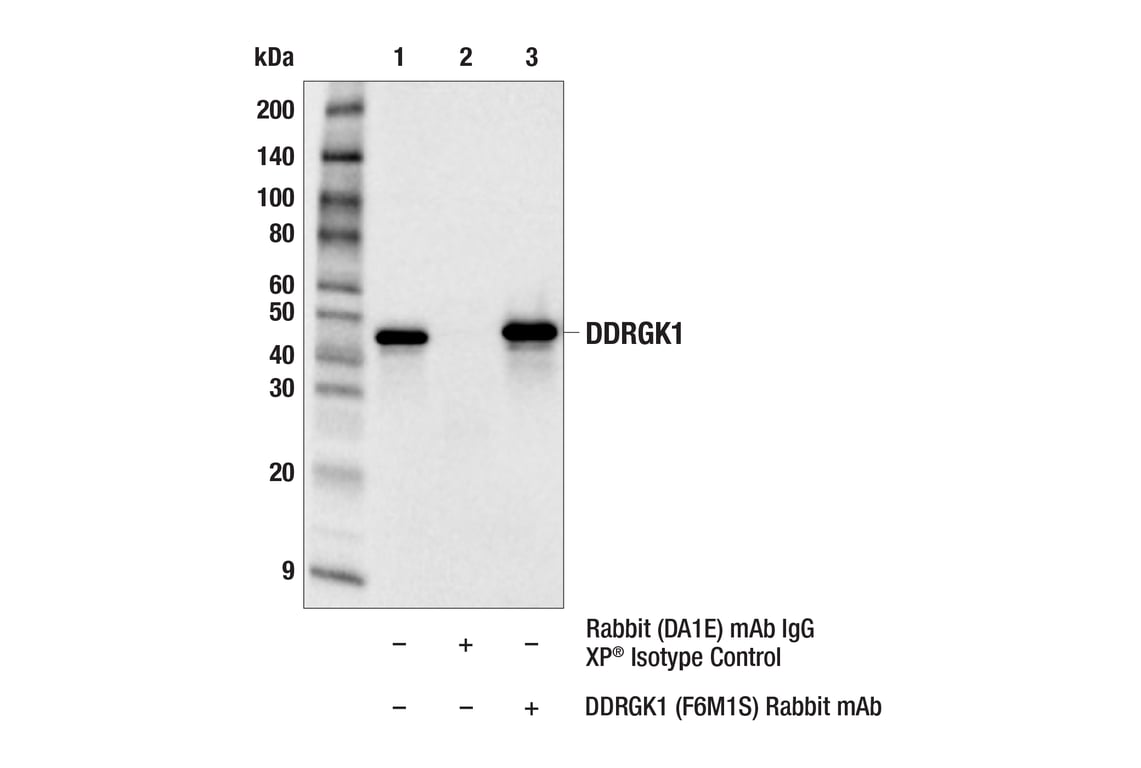 Immunoprecipitation Image 1: DDRGK1 (F6M1S) Rabbit mAb