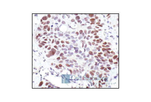 Immunohistochemistry Image 1: Rb (4H1) Mouse Monoclonal Antibody (BSA and Azide Free)