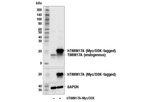 Western Blotting Image 2: TIMM17A (E6F3I) Rabbit Monoclonal Antibody