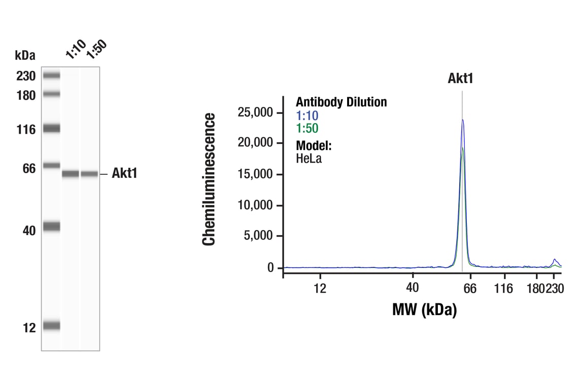 undefined Image 32: Phospho-Akt Isoform Antibody Sampler Kit