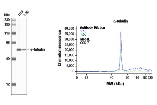 Western Blotting Image 1: alpha-Tubulin (DM1A) Mouse Monoclonal Antibody
