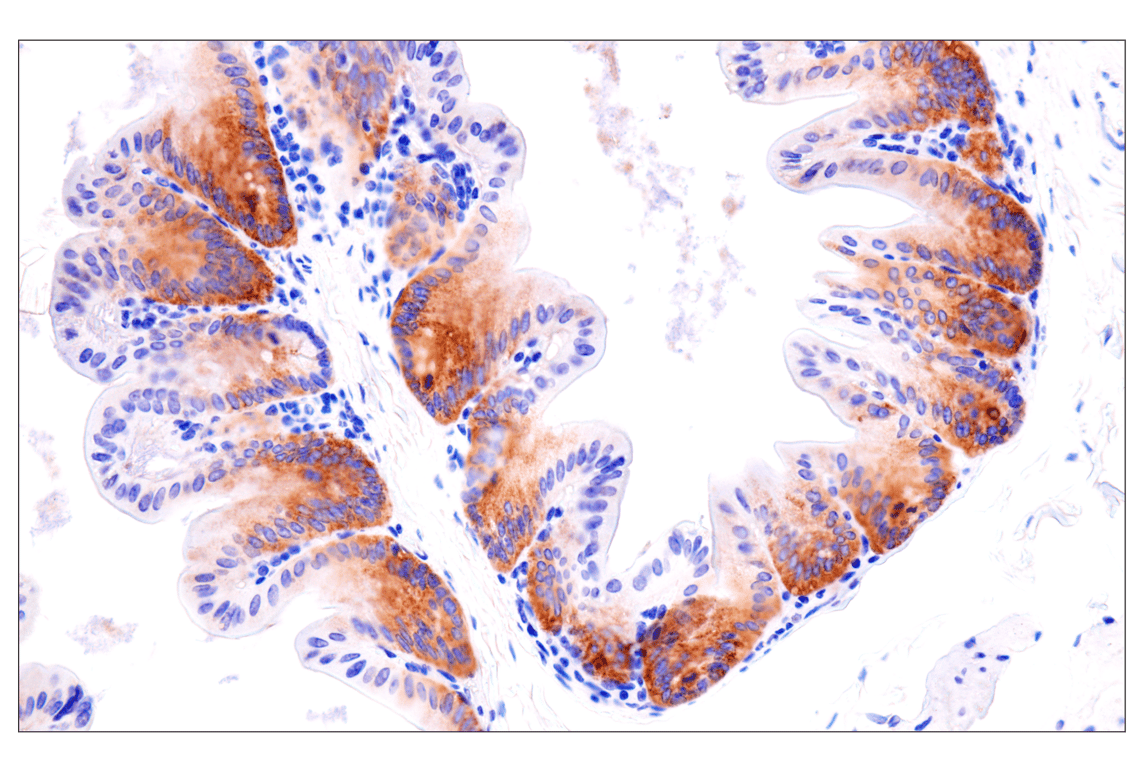 Immunohistochemistry Image 8: ACE2 (E5O6J) Rabbit Monoclonal Antibody (BSA and Azide Free)