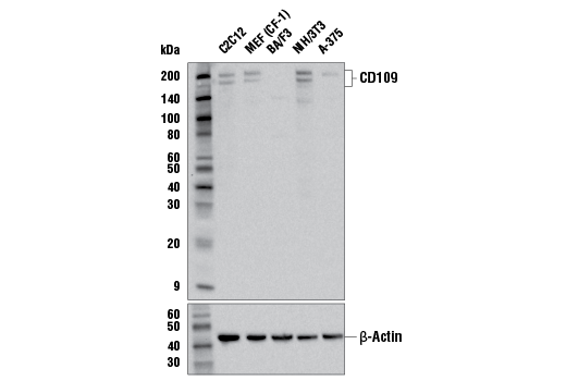 Western Blotting Image 2: CD109 (E4I2V) Rabbit Monoclonal Antibody