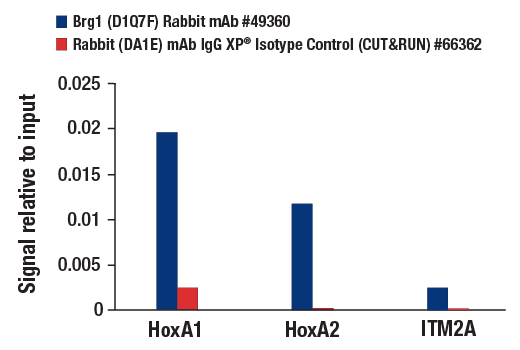 CUT & RUN Image 3: Brg1 (D1Q7F) Rabbit mAb