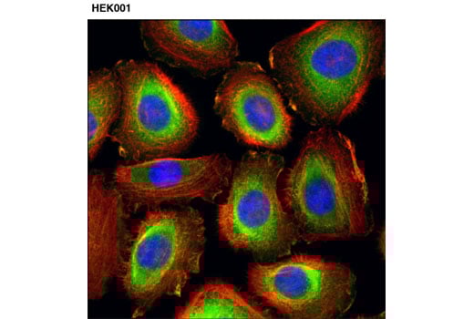 Immunofluorescence Image 1: S100A10 (4E7E10) Mouse Monoclonal Antibody