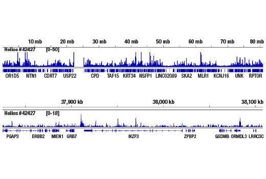 CUT & RUN Image 2: Helios (D8W4X) Rabbit Monoclonal Antibody