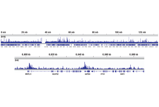 undefined Image 34: SET1/COMPASS Antibody Sampler Kit