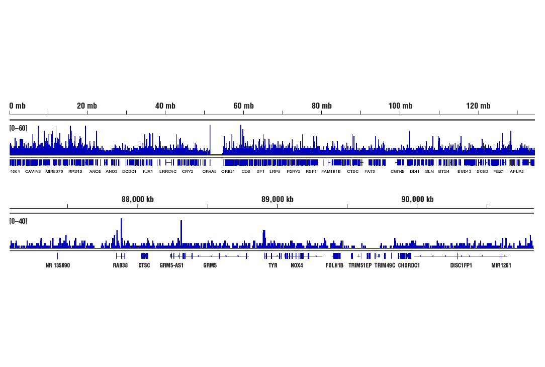 CUT & RUN Image 2: MITF (D3B4T) Rabbit Monoclonal Antibody