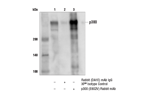 Immunoprecipitation Image 1: p300 (E8S2V) Rabbit Monoclonal Antibody