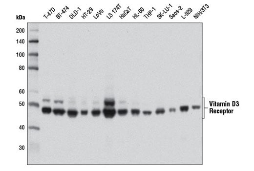Western Blotting Image 3: Vitamin D3 Receptor (D2K6W) Rabbit Monoclonal Antibody (Biotinylated)