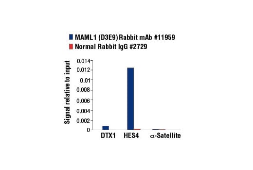 Chromatin Immunoprecipitation Image 3: MAML1 (D3E9) Rabbit Monoclonal Antibody