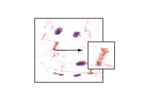 Immunohistochemistry Image 1: Connexin 43 Antibody