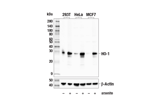 Western Blotting Image 1: HO-1 (E8B7A) XP<sup>®</sup> Rabbit mAb (BSA and Azide Free)