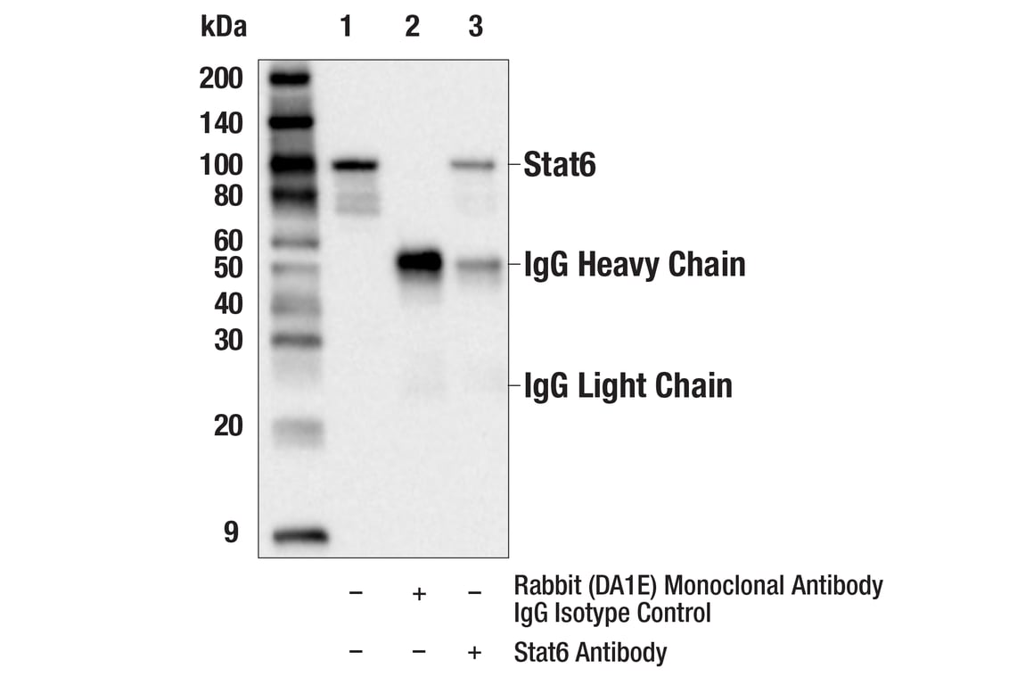 Immunoprecipitation Image 1: Stat6 Antibody
