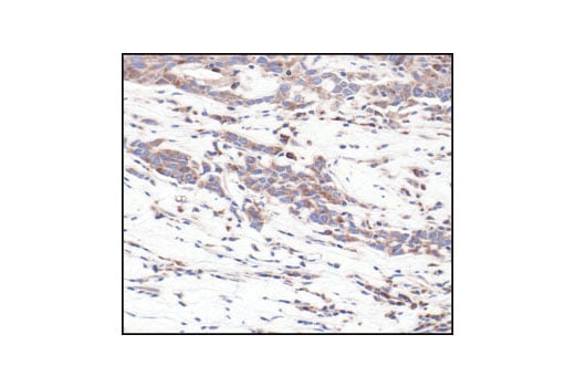 Immunohistochemistry Image 1: S6 Ribosomal Protein (54D2) Mouse Monoclonal Antibody