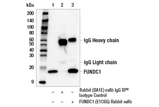 Immunoprecipitation Image 1: FUNDC1 (E1C6G) Rabbit Monoclonal Antibody