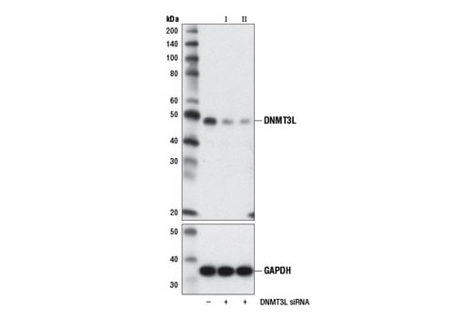 Western Blotting Image 2: DNMT3L (E1Y7Q) Rabbit Monoclonal Antibody