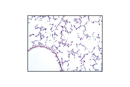 Immunohistochemistry Image 2: Phospho-CREB (Ser133) (87G3) Rabbit Monoclonal Antibody (BSA and Azide Free)