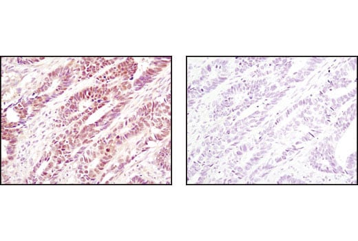 Immunohistochemistry Image 1: eIF6 Antibody