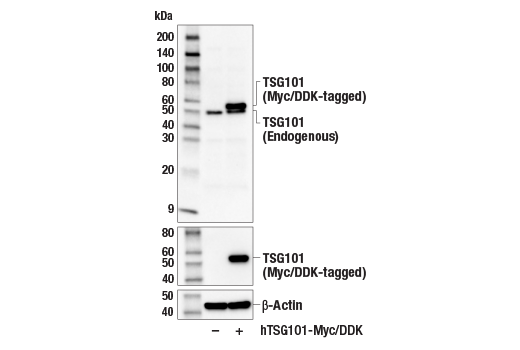 Western Blotting Image 3: TSG101 (E6V1X) Rabbit Monoclonal Antibody