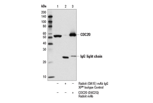Immunoprecipitation Image 1: CDC20 (D6C2Q) Rabbit Monoclonal Antibody