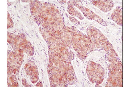 Immunohistochemistry Image 1: CACYBP (D43G11) Rabbit Monoclonal Antibody