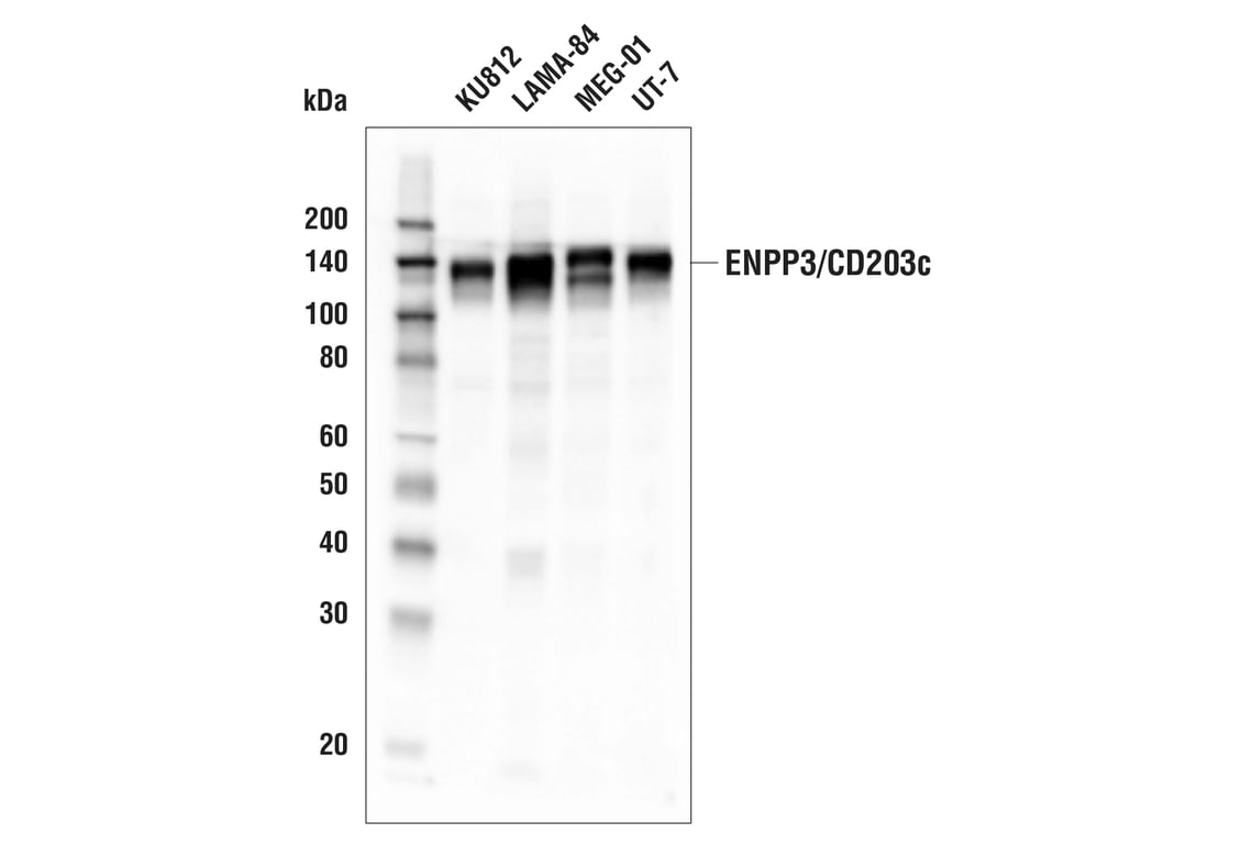 Western Blotting Image 1: ENPP3/CD203c (E5M2W) Rabbit mAb