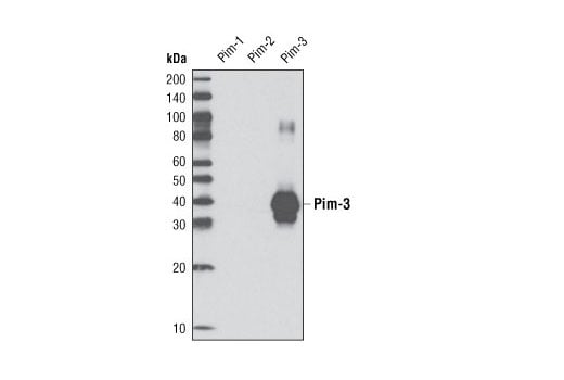 undefined Image 8: Pim Kinase Antibody Sampler Kit