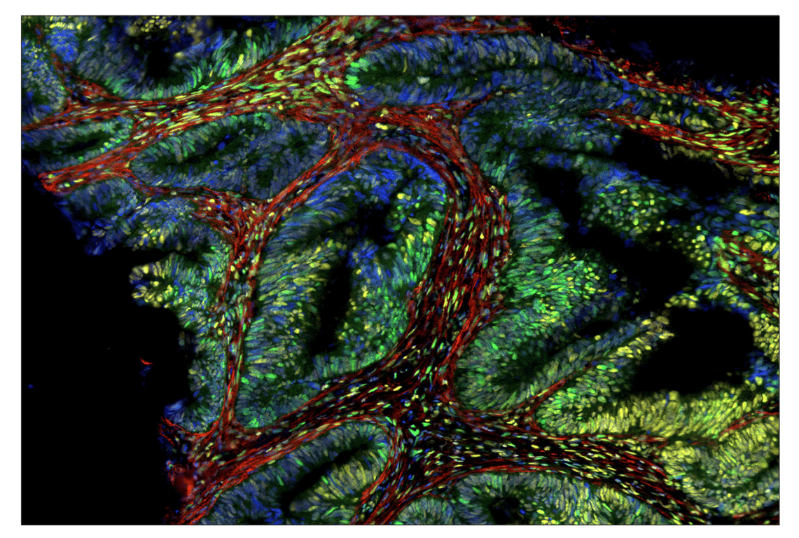 Immunohistochemistry Image 1: Phospho-CREB (Ser133) (87G3) & CO-0125-594 SignalStar<sup>™</sup> Oligo-Antibody Pair